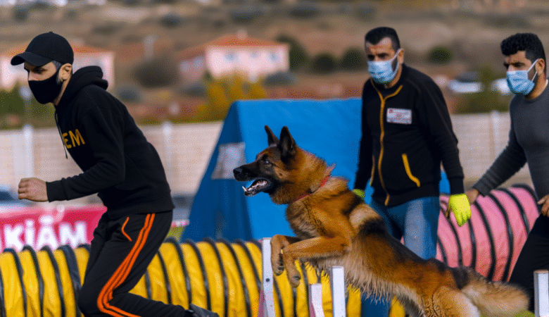 İzmir’de Agility Köpek Eğitimi: Yarışmalara Hazırlanın!